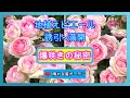 地植えピエール「爆咲きの秘密」誘引から満開へ