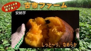 種子島産サツマイモ！甘～い「安納芋」と「紅はるか」