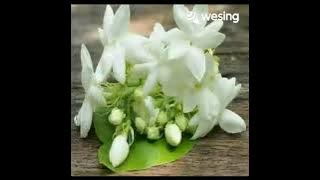 melati rinonce lirik by ardia diwang p