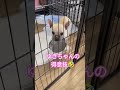 可愛すぎる保護犬ゆきちゃん #かわいい
