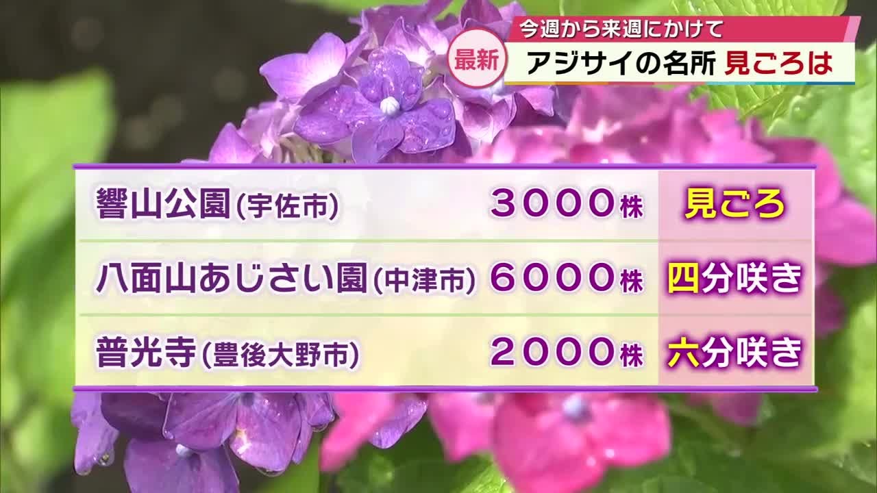 Hydrangeas, the flower of the rainy season, are in full bloom
