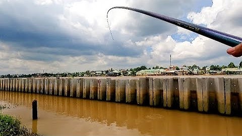 Bãi câu đài cho ae cần thủ//câu cá sông Đồng nai