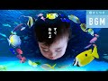 ねむってる♪【スイミンスイミング】赤ちゃん 即寝 BGM オルゴール+ピアノ（途中にCMなし）