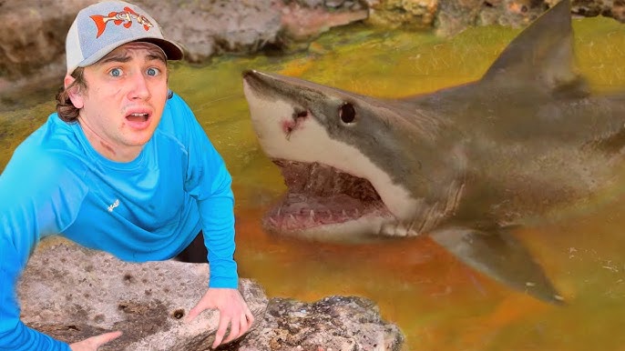 I Caught a Shark in My Pond! 