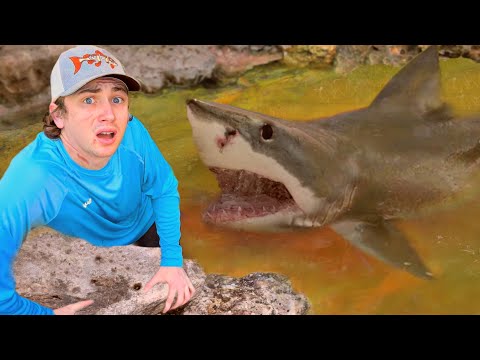 I Found a Pond Infested with Sharks! 