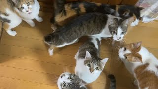 警部！カリカリ大放流事件、今回は猫得がなかった模様です！！