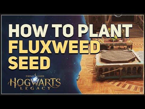 Video: Mandrake Seeds Zaaien – Mandrake Seed Propagation Guide