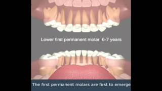 Eruption of teeth