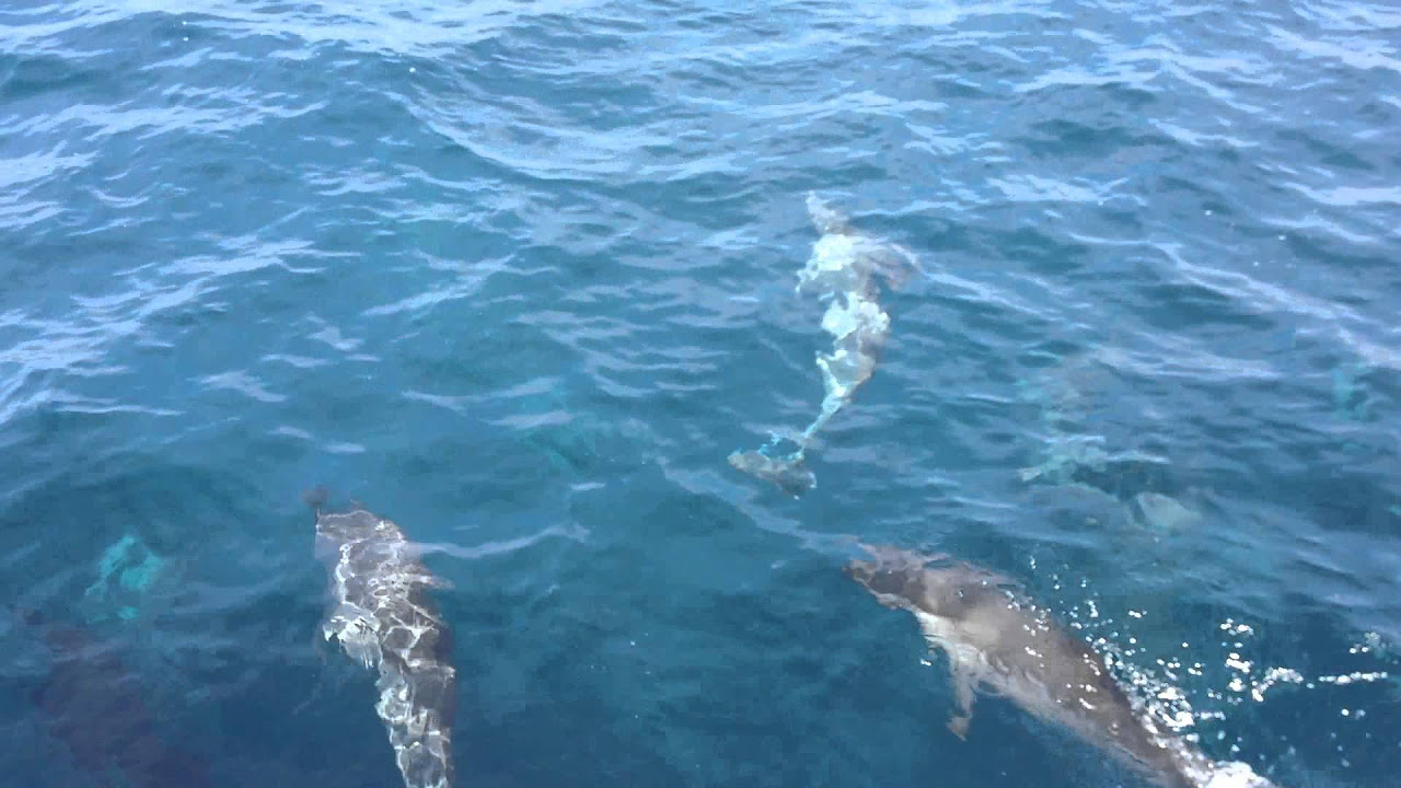 宜蘭頭城烏石港賞鯨豚-海豚整齊跳躍-新福豐168號