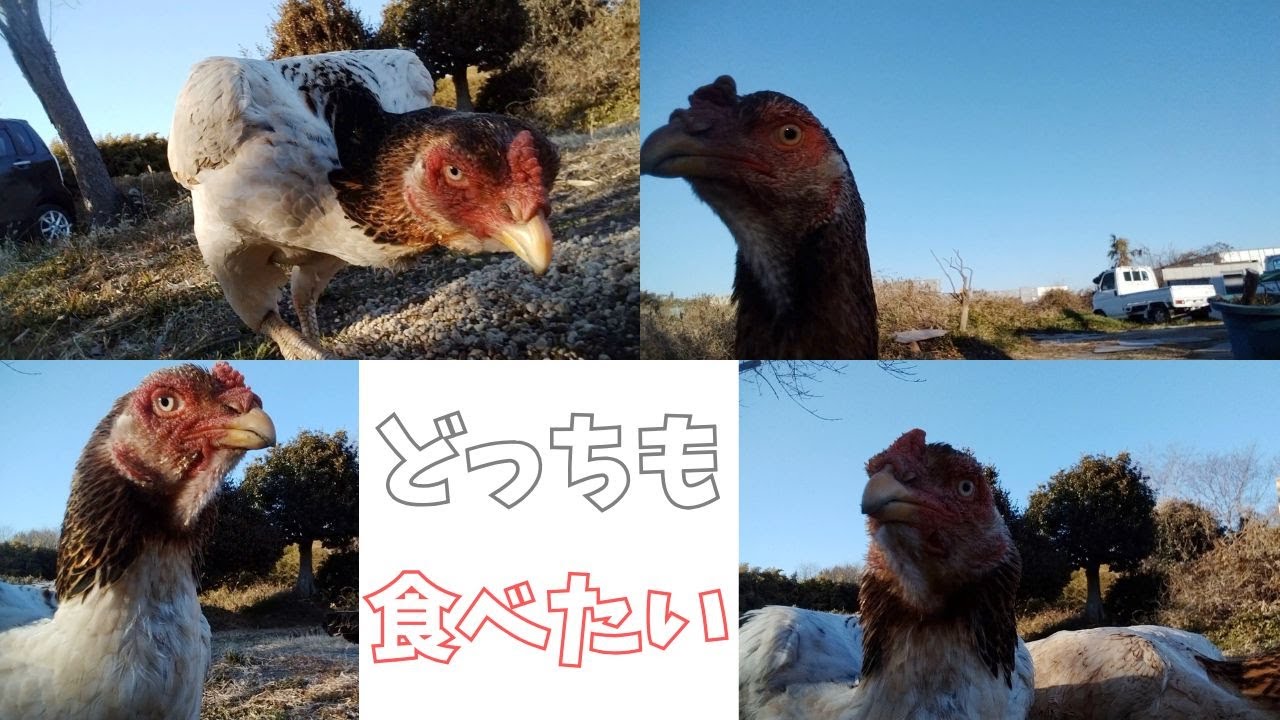 食べたがり【シャモ】