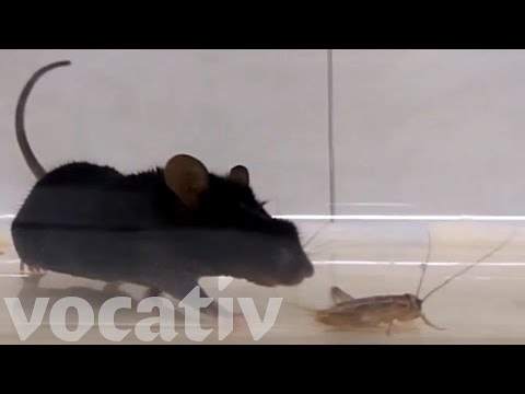 Scientists Programmed Lab Mice To Kill