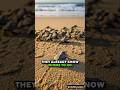 No Mom. No Map. Just Instinct — Baby Sea Turtle's First Journey #wildlifeshailesh #facts