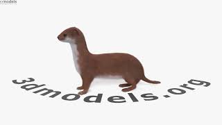 Least Weasel 3D model by 3DModels.org