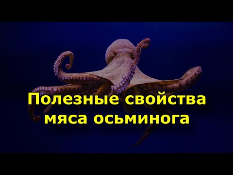 Полезные свойства мяса осьминога. Антиоксидант