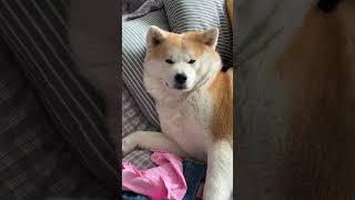 Ужас, собака на кровати🆘 #акитаину #dog #puppy #акита #собака #akita #cute #akitainu #animals