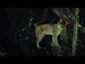 Lynx female calling and lynx males marking battle