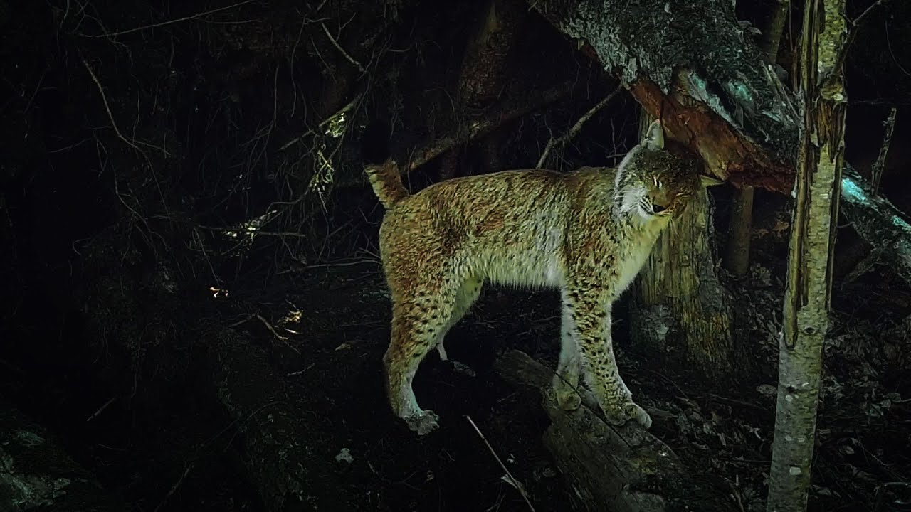 Lynx Female Calling And Lynx Males Marking Battle