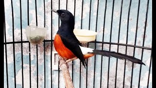 Masteran Rahasia Murai Para Juara paling bagus Dijamin Langsung Ngotot dan gacor - #MasteranMurai