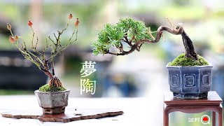 254 盆栽 盆栽鉢 植木鉢 和鉢 松泉 補修あり Planting Yafusa juniper and Yoshida rose in mutoh pots