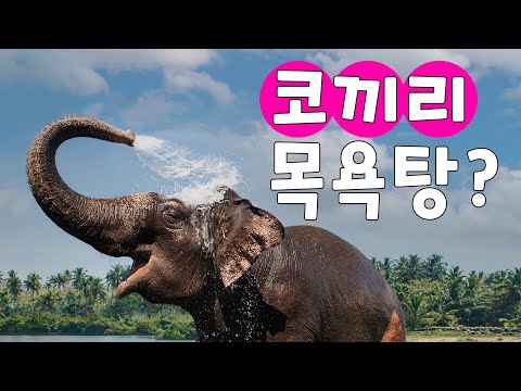 코끼리식당