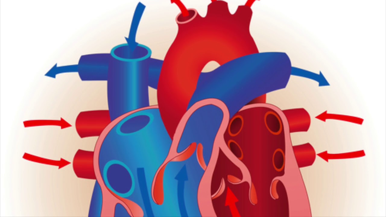 картинка сердца биология. биология анатомия человека сердце. строение человеческого сердца. строение сердца человека рисунок. строение сердца человека рисунок.