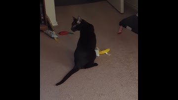 2024-10-04 Desti Marie playing with a banana catnip toy.