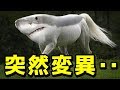 ショッキング…突然変異で生まれた動物6選パート2【衝撃】