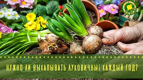 Нужно ли выкапывать луковичные растения каждый год?