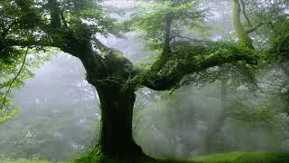 ★︎Gentle Rain & Birds Singing★︎ - Serene Piano Melodies Nature-Inspired Birds and Gentle Rain