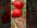 Good 👍 tomatoes #tomato #farming #garden #tips
