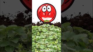 Red Ball 4 Eat White Strawberry In 0.30 Seconds