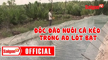 TRÀ VINH - ĐỘC ĐÁO NUÔI CÁ KÈO TRONG AO LÓT BẠT - SAIGONTV