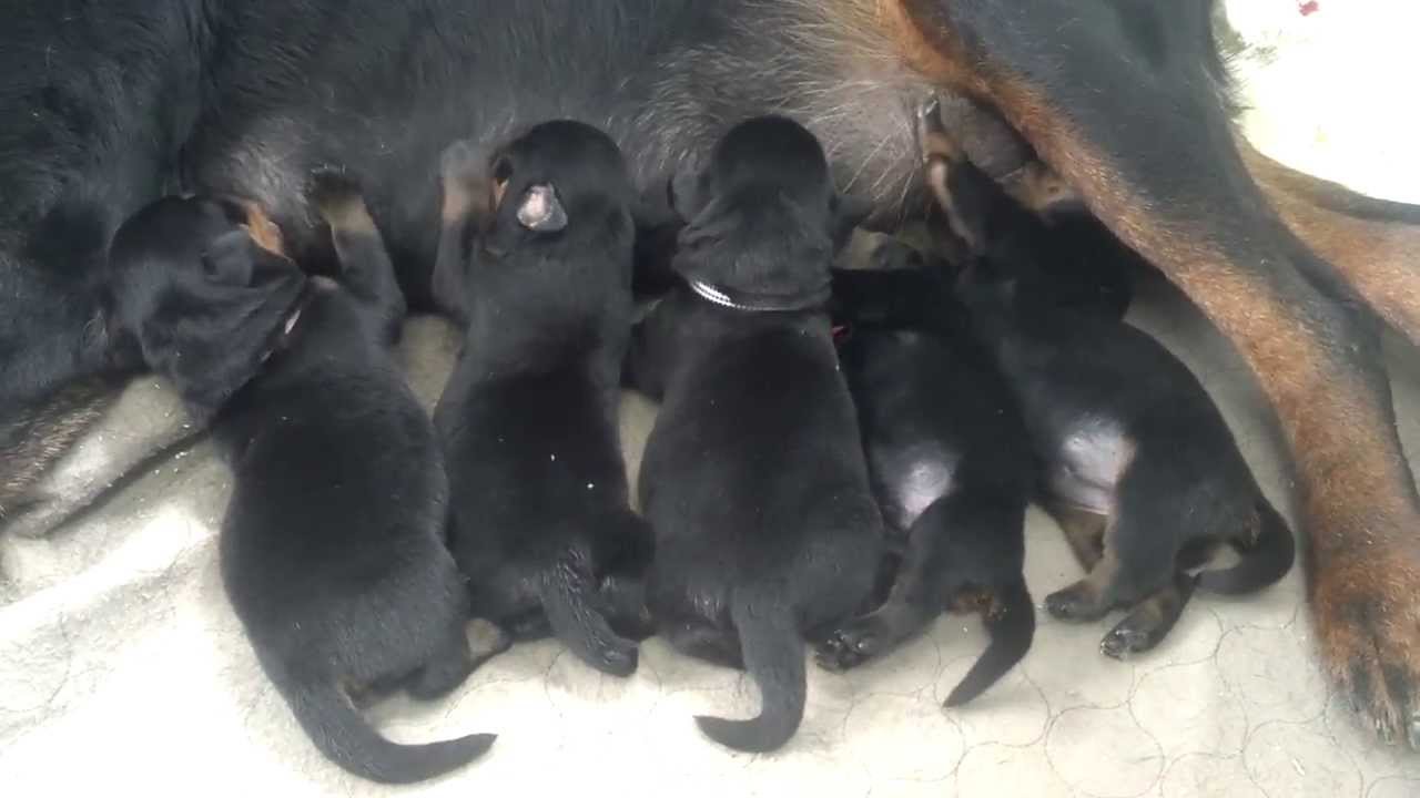 Colorado Rottweiler - Billy Jean X Waylon - YouTube