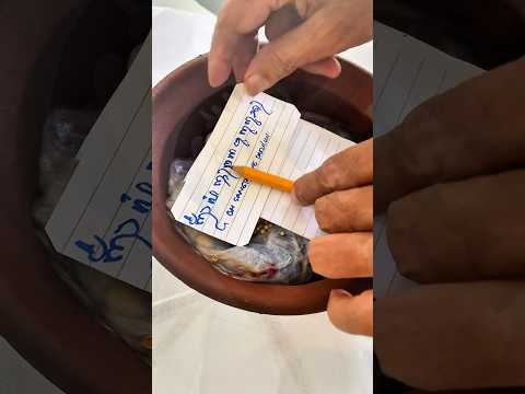 Proses Menanam Ari Ari Umat Hindu Anaharumi25 Ariari Placenta Adathindu Hindubali