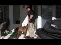 Training Your Dog Where To Potty In The Yard Training Your Dog Where To Potty In The Yard
