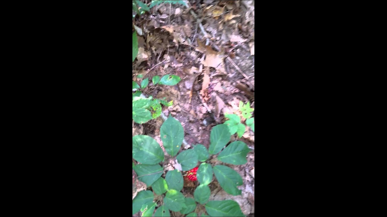 How to hunt ginseng YouTube