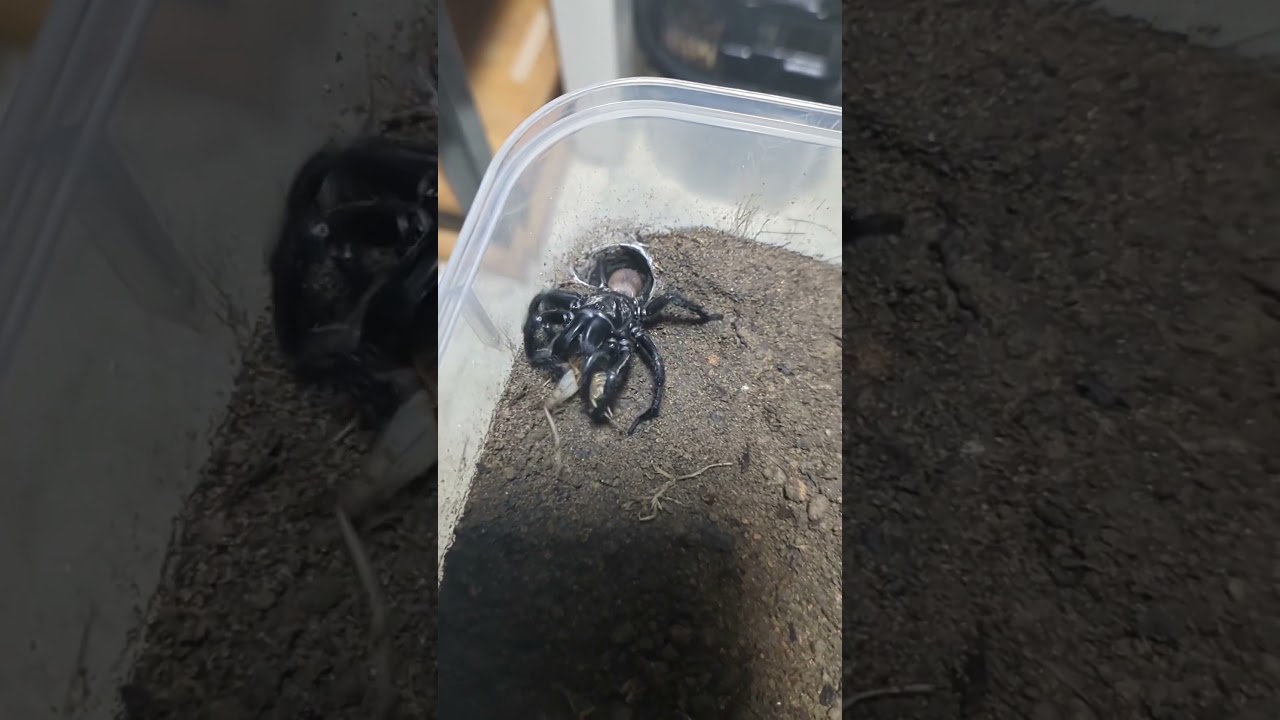 black wishbone spider feeding/1 (Aname mainae) 