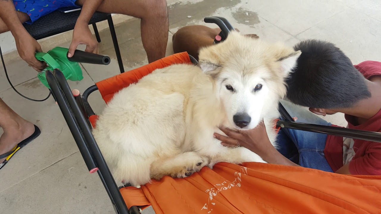 CADABOM'S GOOGLE BIGGEST AND MOST EXPENSIVE ALASKAN MALAMUTE IN THE