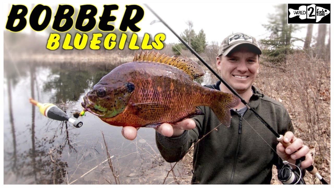 Best Baits for Bluegill Fishing - Wired2Fish