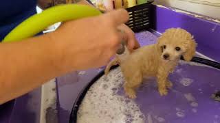 2022 - Poodle Puppies First Bath @DogGroomingTV