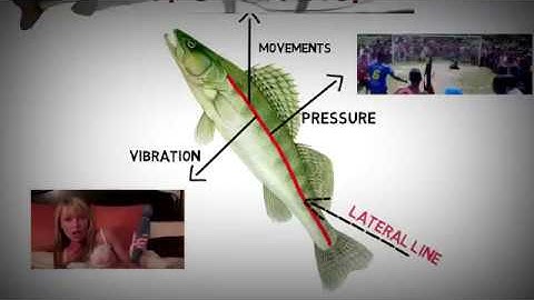 Sensory Systems in Zanders