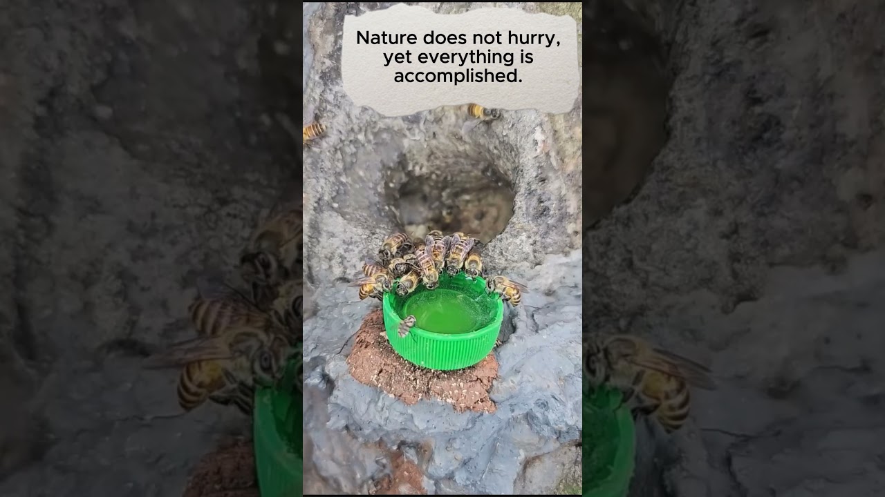 Nature does not hurry, yet everything is accomplished. 🌿 