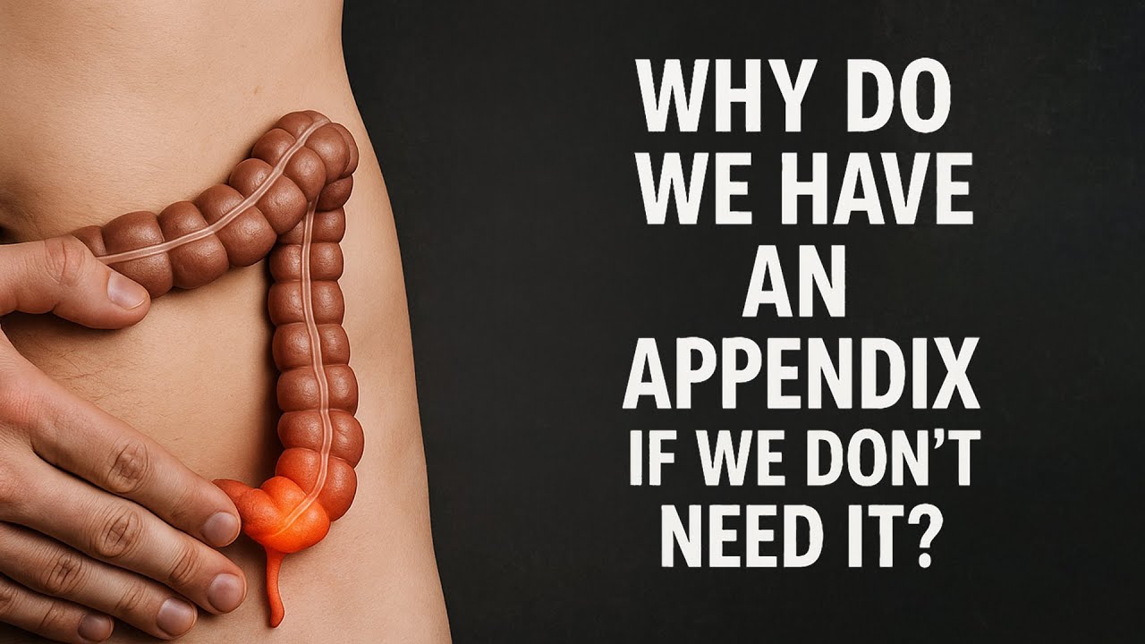 Why do we have an Appendix if we don't need it?