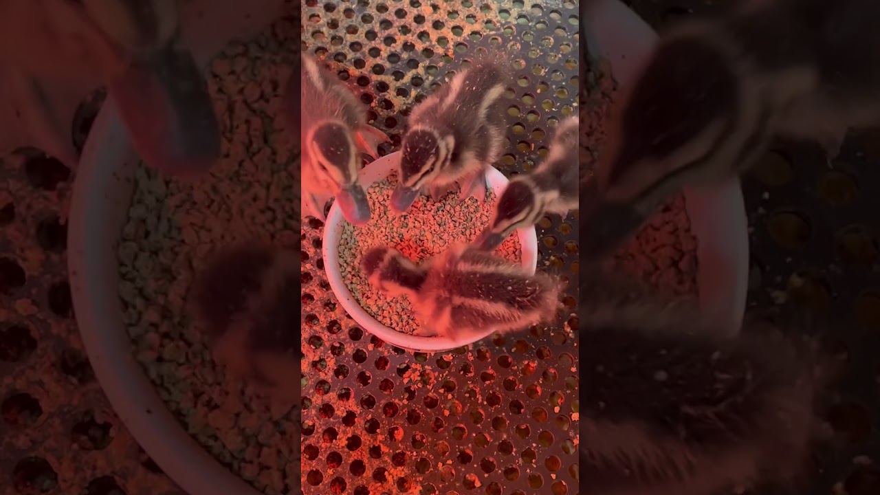 Eyton’s Tree-Ducks #bird #waterfowl #animals