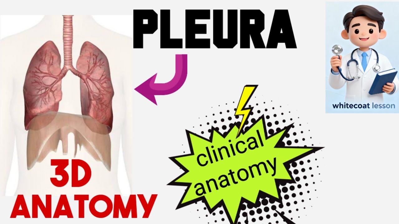 Pleura Anatomy in Hindi | Clinical Anatomy + 3D Explanation | MBBS First Year Anatomy