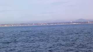 Grey Whale San Deigo2