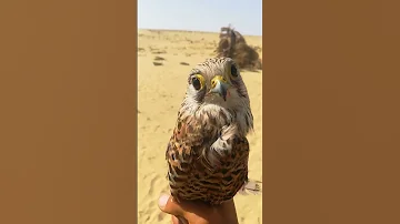 تعرفون نوع الصقر صقر عشاق الصقور الصيد 