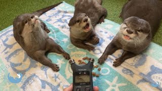 The Sound of an Otter Burping! (ASMR)
