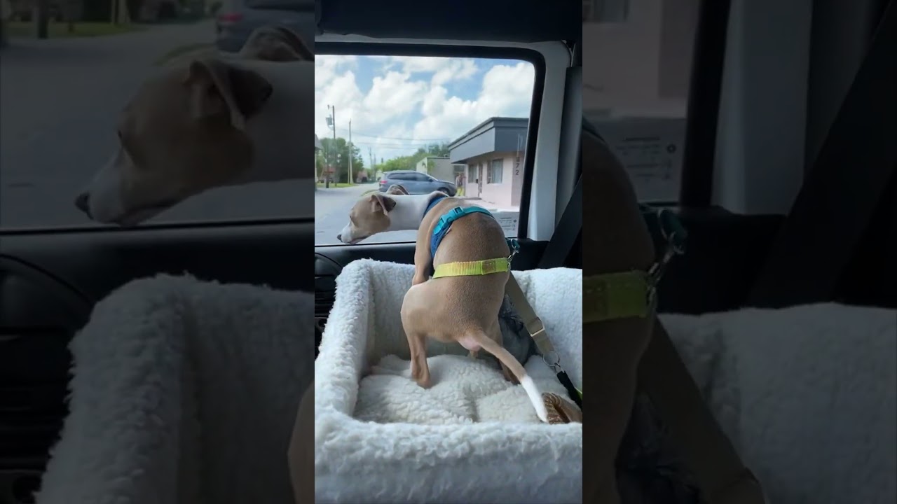 Ewww! Dog Pooping On A Car! (Short Version) 