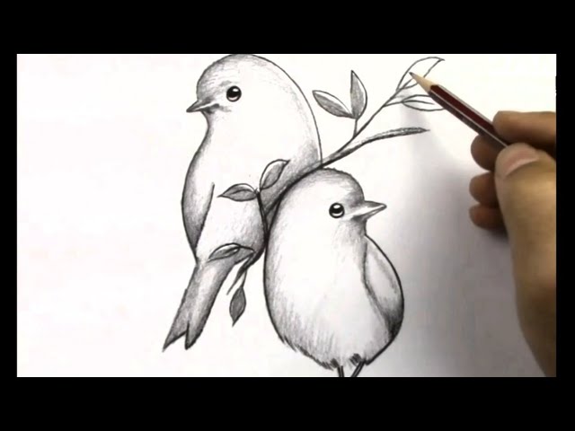 Drawings of Determined birds - The Art Club - Chat - The RSPB Community